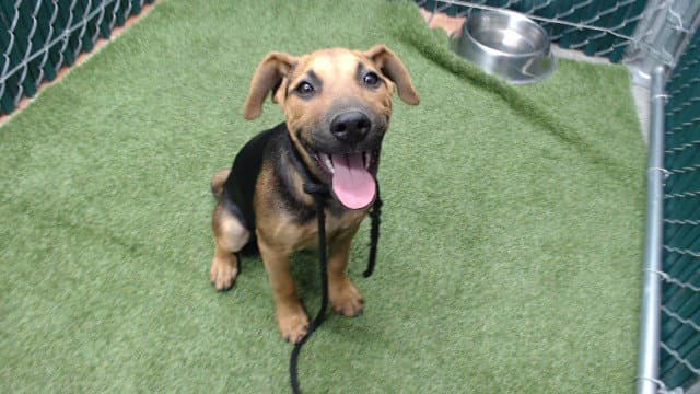 Unknown - German Shepherd Dog
