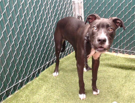 Cash - Pit Bull Terrier