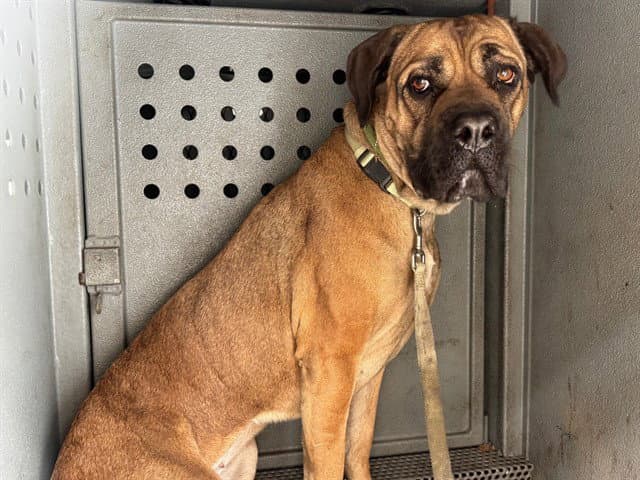 Nala - Mastiff