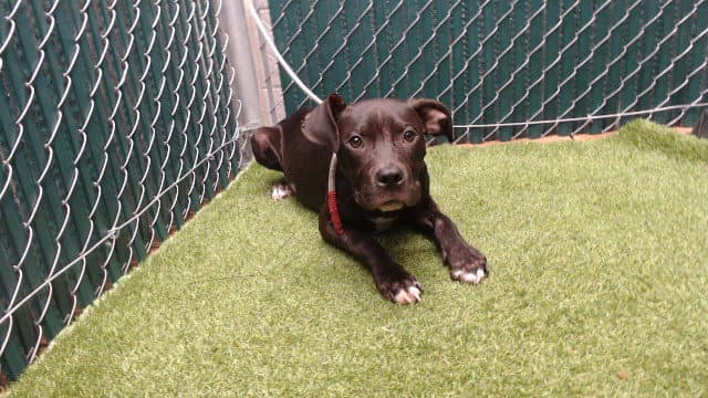 Warren - Pit Bull Terrier