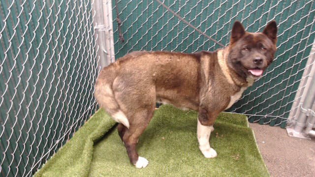 Luna - Akita