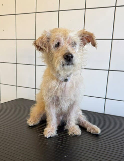 Freddy - Terrier