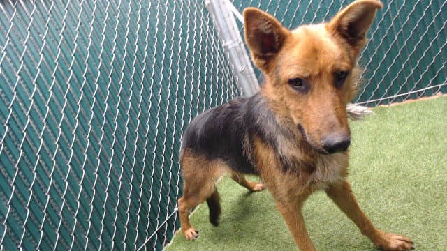 Wallace - German Shepherd Dog