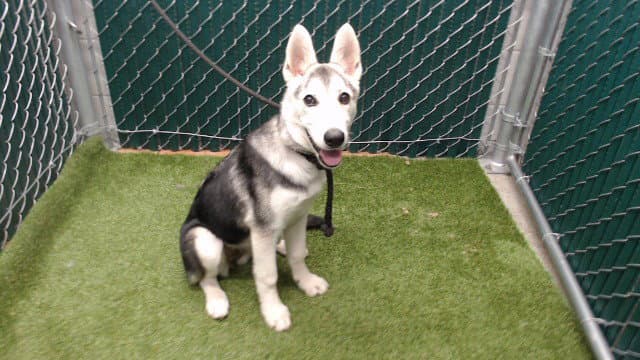 Cheri - Siberian Husky