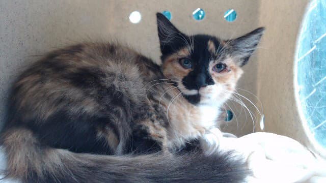 Illy - Domestic Medium Hair