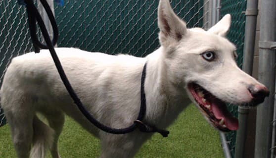 Frosty - Siberian Husky