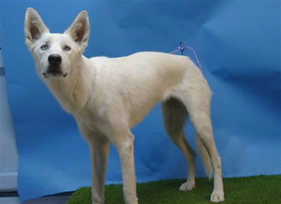 Frosty - Siberian Husky