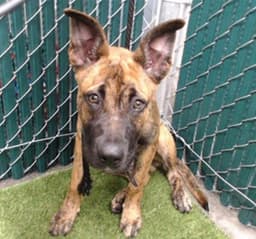 Fido image 1
