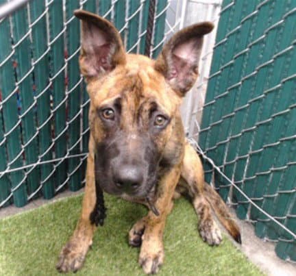 Fido - German Shepherd Dog