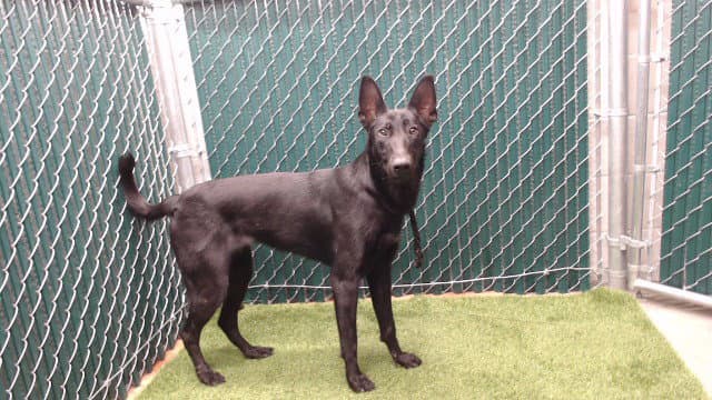 Negra - German Shepherd Dog