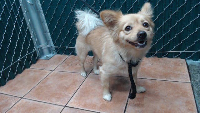 Andy - Pomeranian
