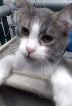 Shasta - Domestic Short Hair