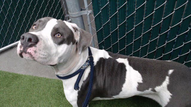 Unknown - Pit Bull Terrier
