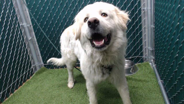 Unknown - Great Pyrenees