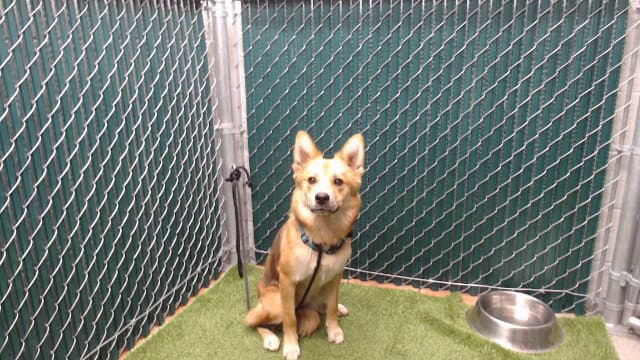 Unknown - German Shepherd Dog