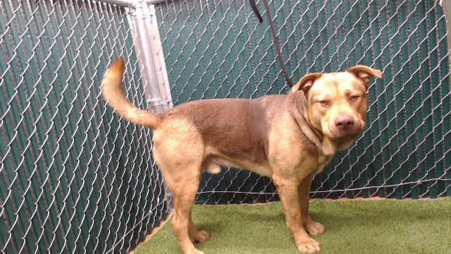 Pancho - Mastiff