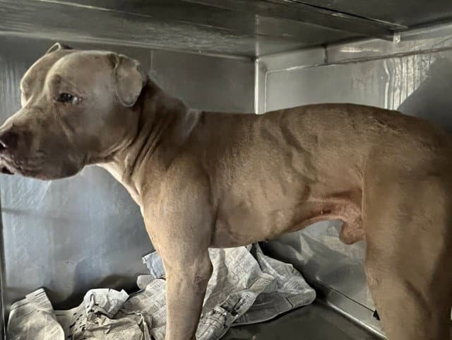 Yellow - Pit Bull Terrier
