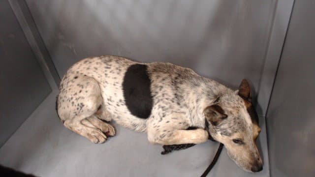 Jackie - Australian Cattle Dog/Blue Heeler