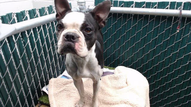 Roma - Boston Terrier