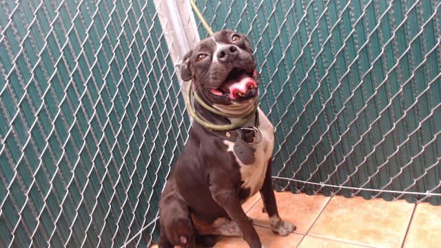 Rocky - Pit Bull Terrier