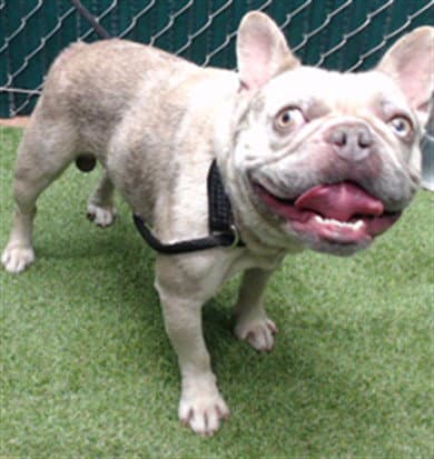Unknown - French Bulldog