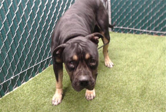 Scooter - Rottweiler