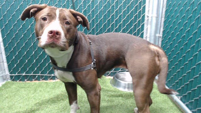 Sonia - Pit Bull Terrier