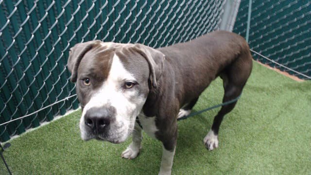 Benny - Pit Bull Terrier
