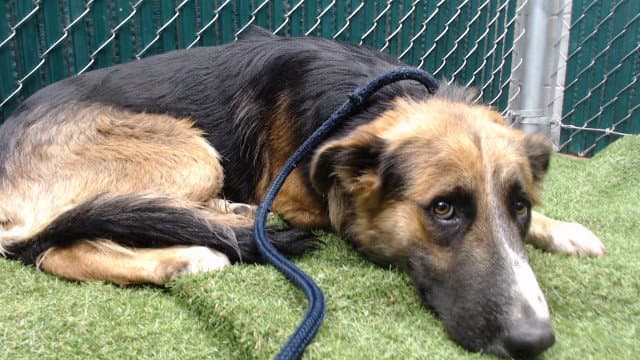 Markie - German Shepherd Dog