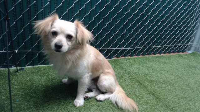 Unknown - Chihuahua