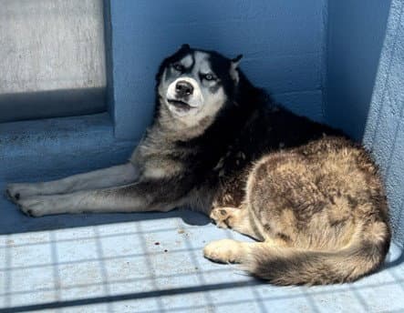 Unknown - Siberian Husky
