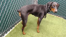 Darla image 1