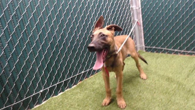 Volt - Belgian Shepherd Malinois