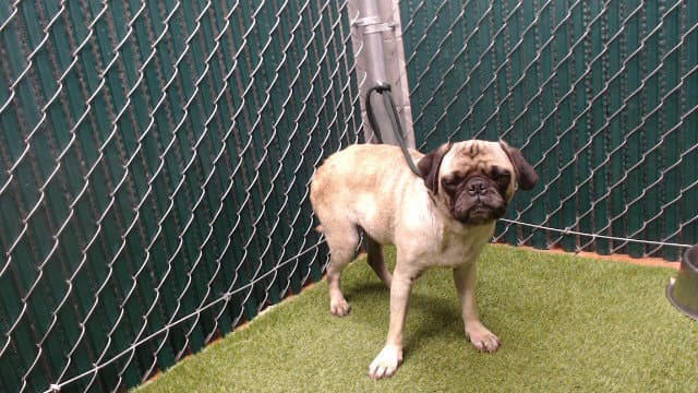 Goofy - Pug