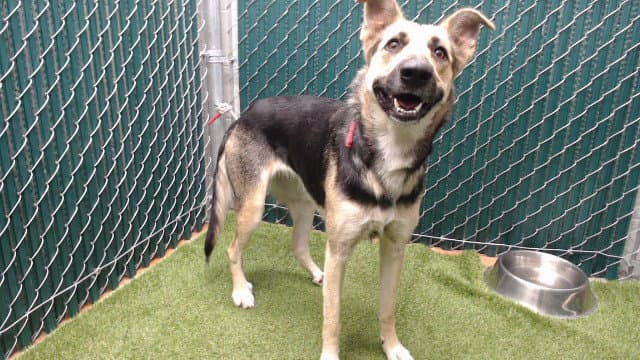 Unknown - German Shepherd Dog