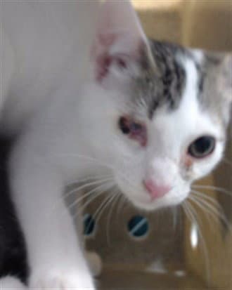 Aladdin - Domestic Short Hair