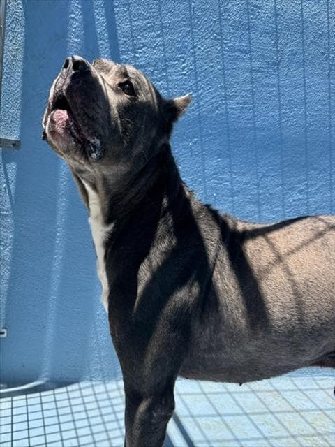 Santa Fe - Cane Corso Mastiff