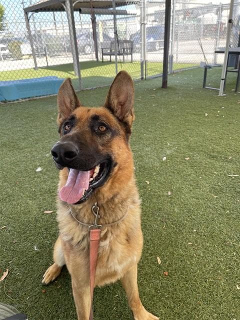 Sharky - German Shepherd Dog
