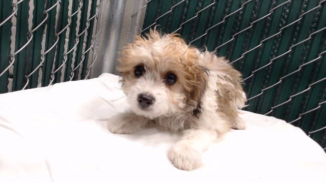Mia - Poodle (Miniature)