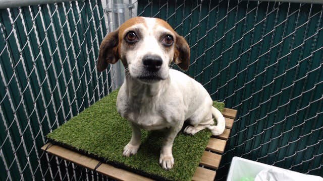 Candy - Beagle