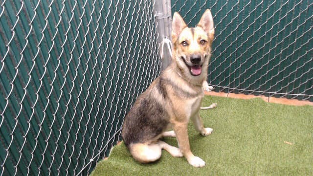 Mara - German Shepherd Dog