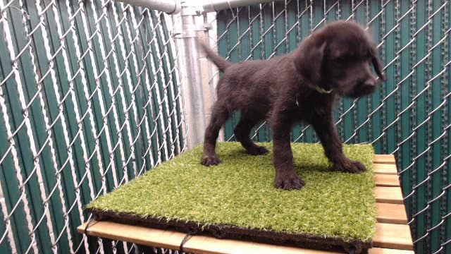 Unknown - Labrador Retriever