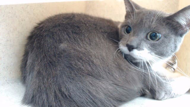 Button - Domestic Short Hair