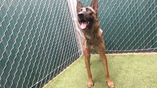 Samantha - German Shepherd Dog