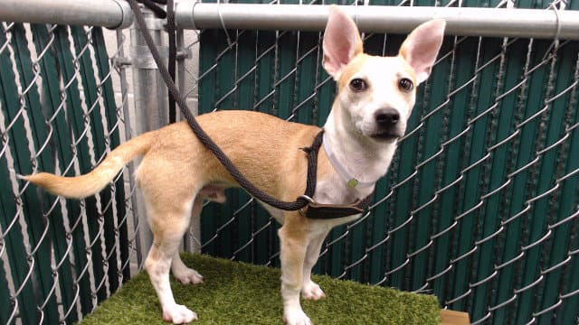 Pecas - Chihuahua