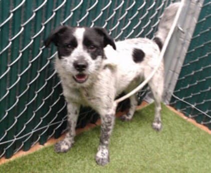 Dougal - Border Collie