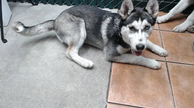 Gretel - Siberian Husky