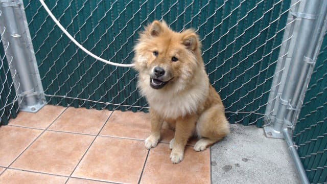 Unknown - Chow Chow