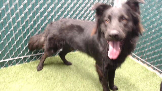 Oso - Labrador Retriever