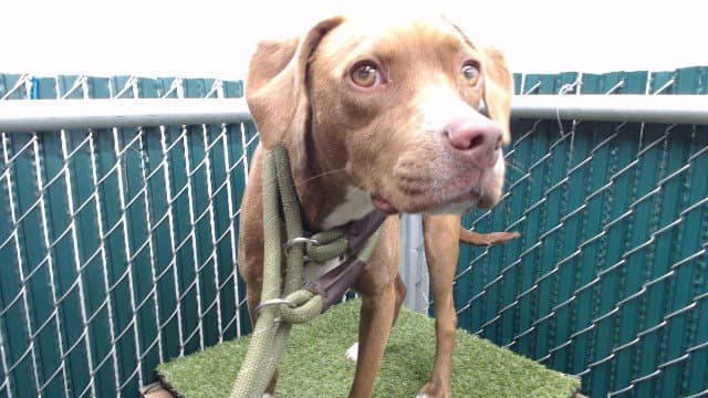 Taylor - Vizsla